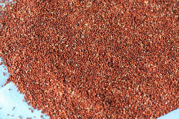 Organic-Millet-Kelvaragu