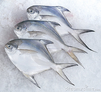 VELLAI VAVAL -FISH(01KG) 
