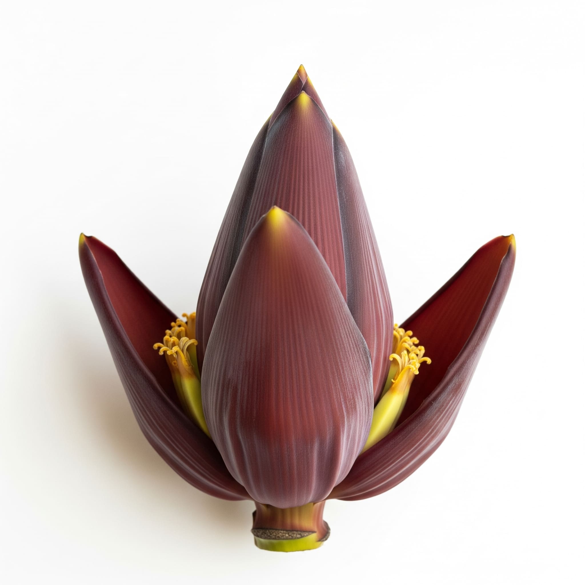 Banana Flower (Valai Poo)