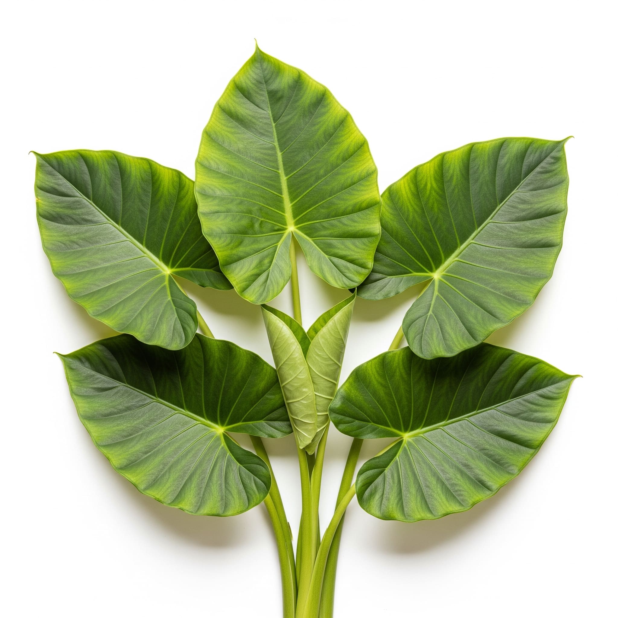 Colocasia Leaves