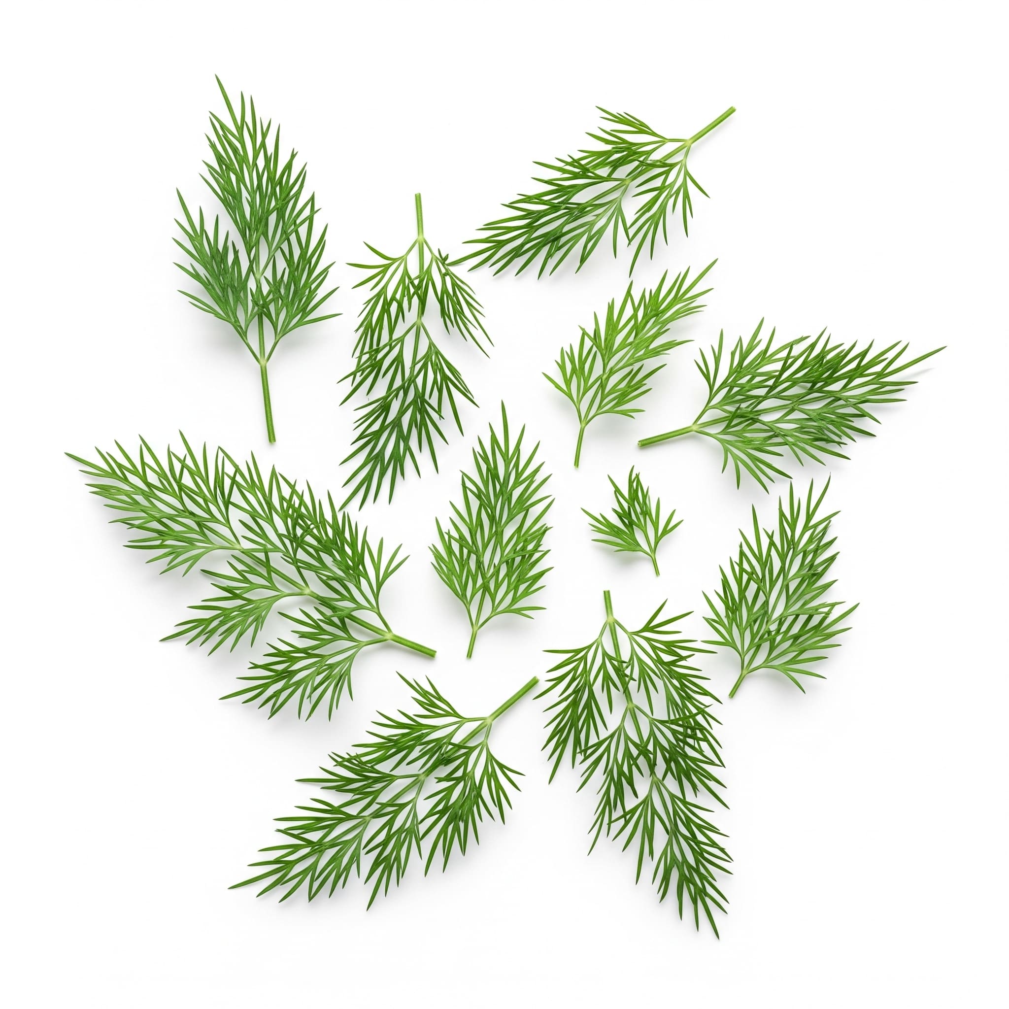 Dill Leaves