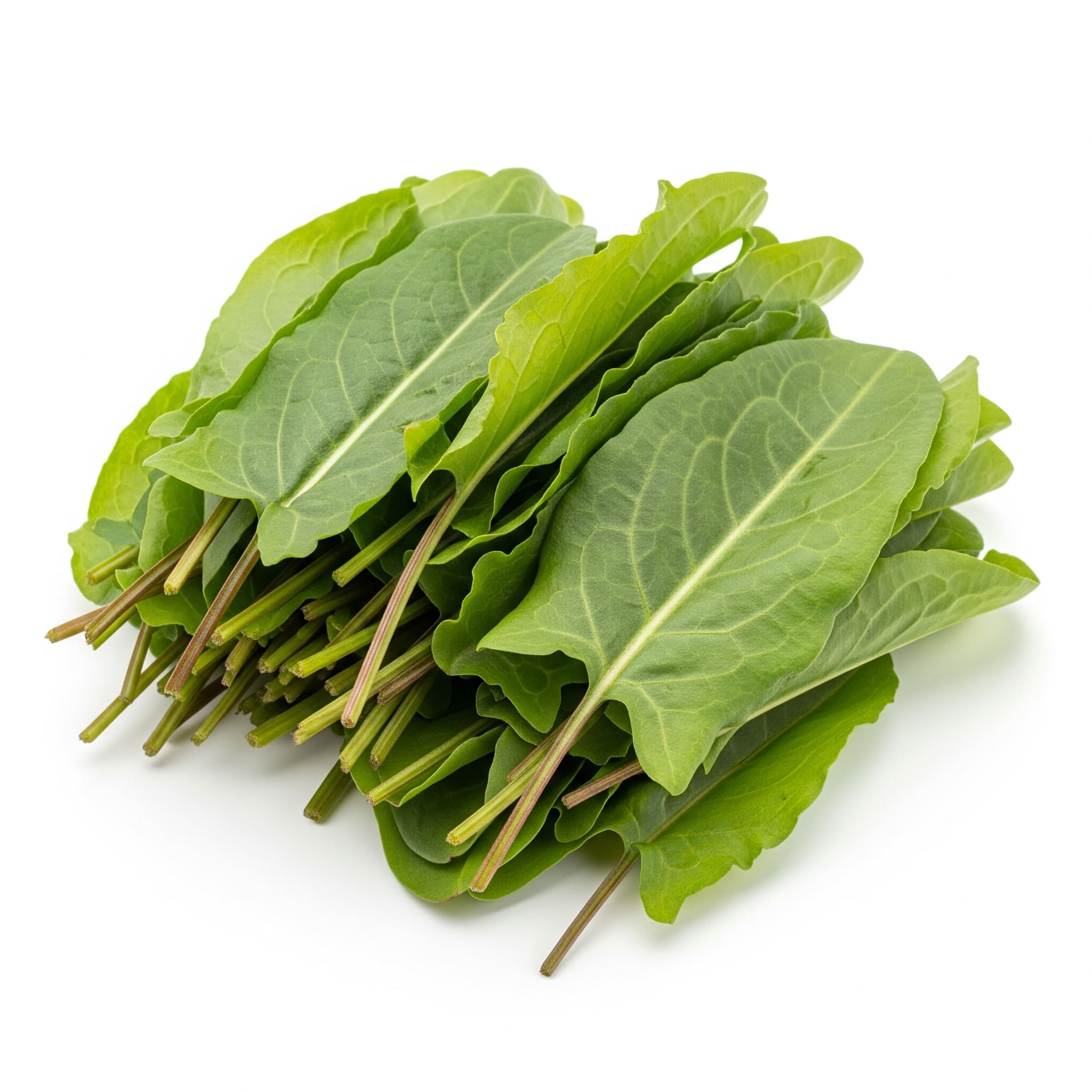 Sorrel Leaves