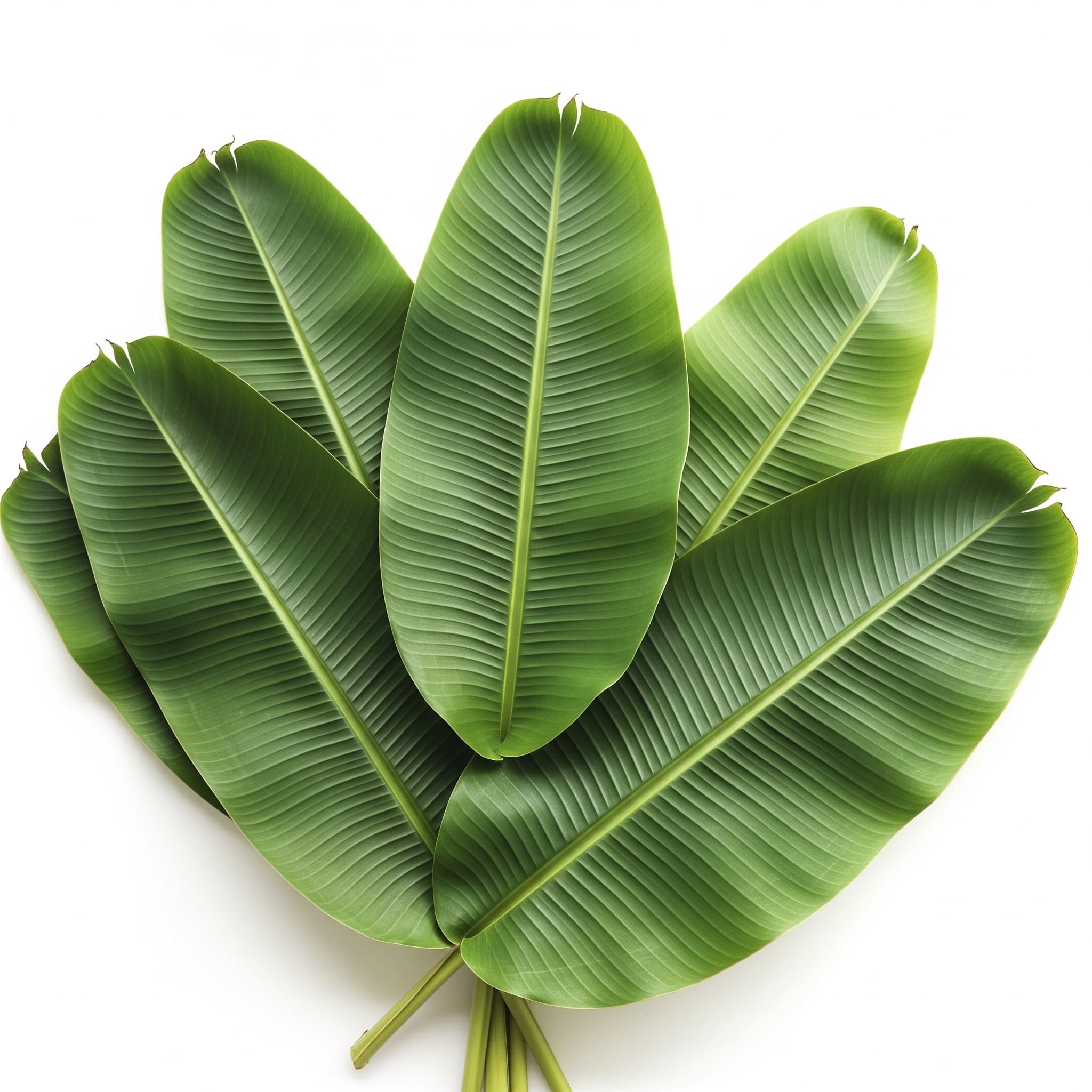 vaala ilai (வாழை இலை)