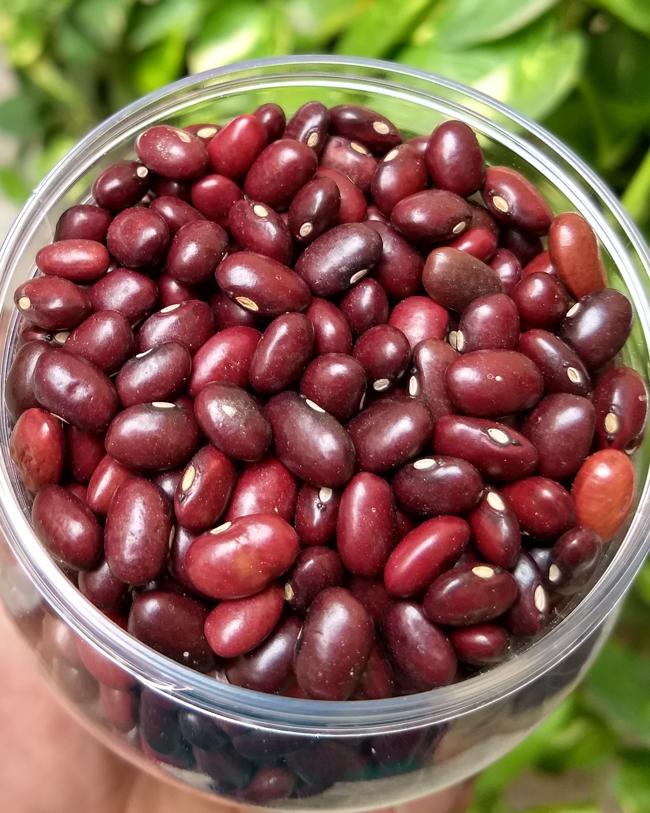 Rajma Beans